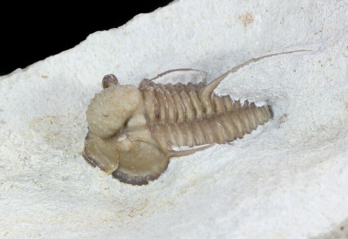 Scarce Cyphaspis Carrolli Trilobite - Oklahoma #47132